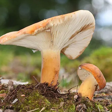 Ferienwohnung Waldstraße Mit Garten - Nur 50 Meter Vom Wald Entfernt